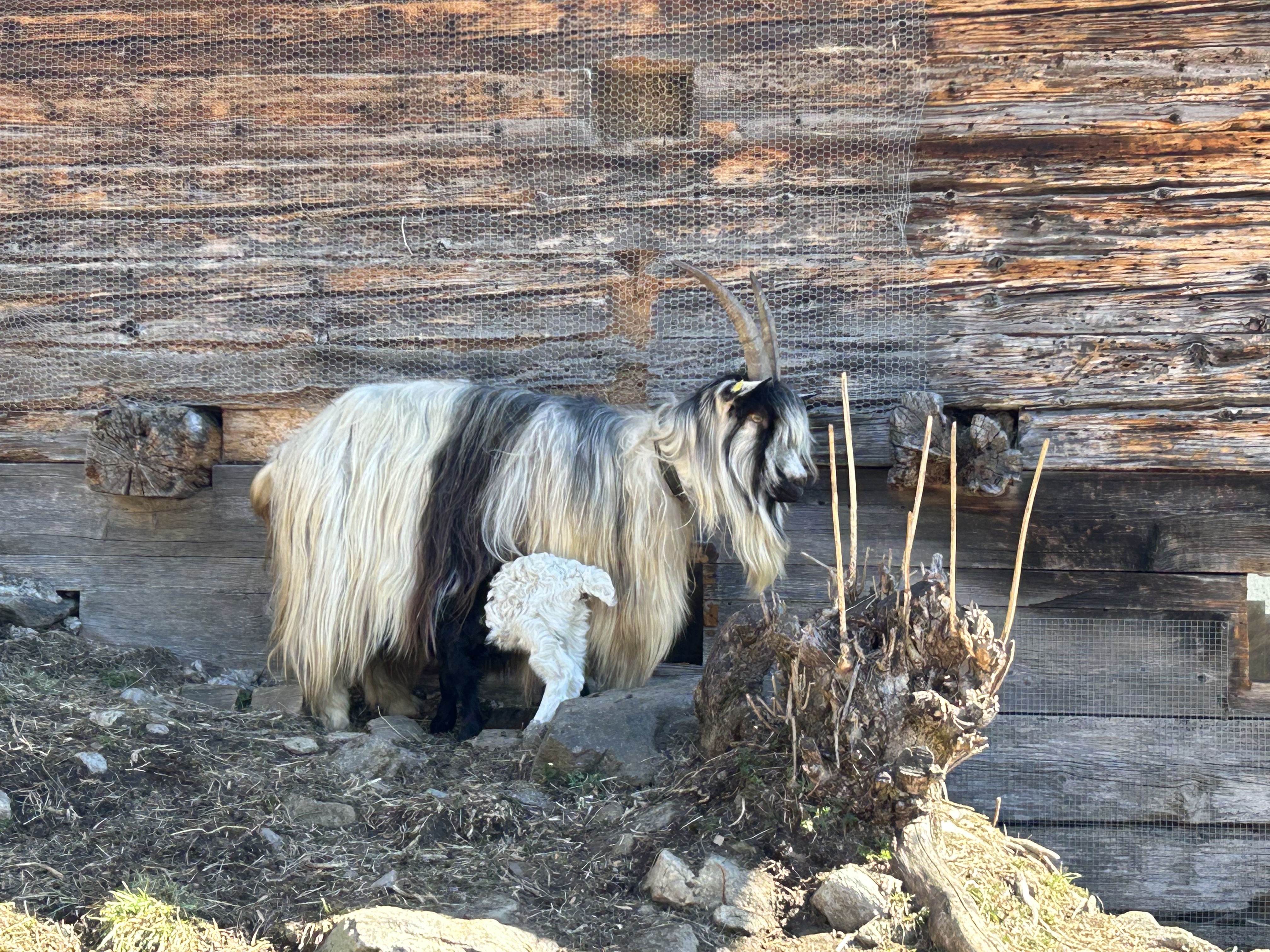 Aufzucht gefährdeter Rassen